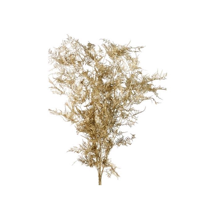 <h4>Bunch Asparagus 10pcs Pres.Slv L80</h4>