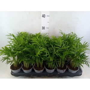 Chamaedorea elegans