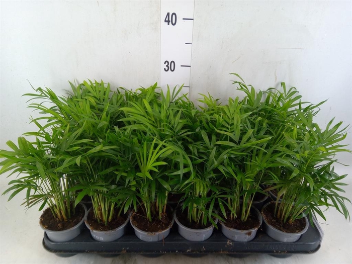 <h4>Chamaedorea elegans</h4>