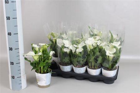 arr8 Zant Capt Fresco