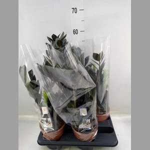 Zamioculcas zamiifolia 'Dowon'