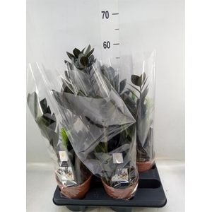 Zamioculcas zamiifolia 'Dowon'