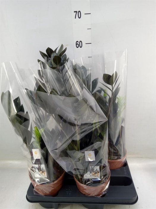 <h4>Zamioculcas zamiifolia 'Dowon'</h4>