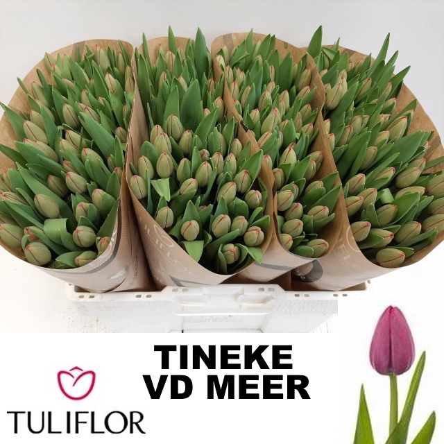 <h4>TU EN TINEKE VD MEER</h4>