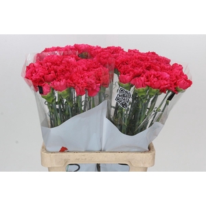 Dianthus St Bizet