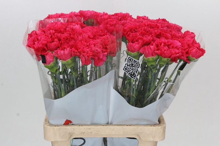 <h4>Dianthus St Bizet</h4>