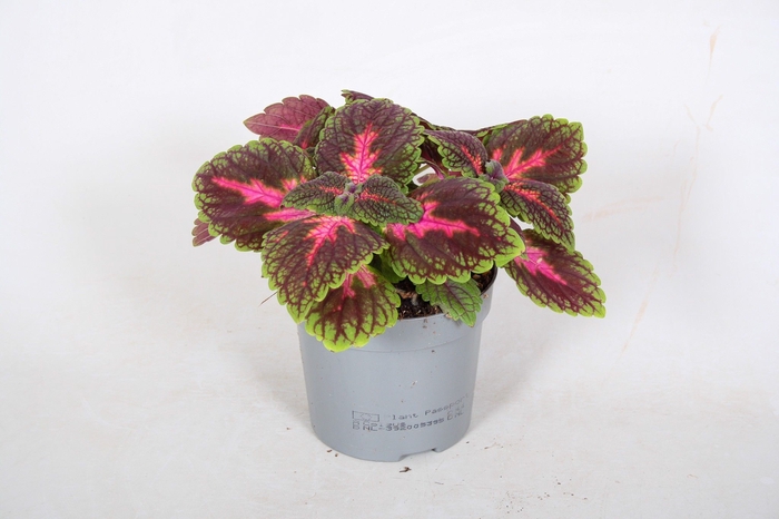 <h4>Coleus Park Avenue Decorum</h4>