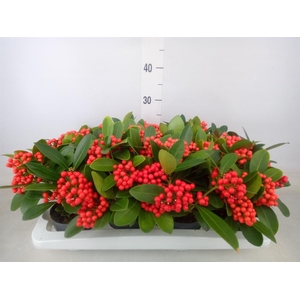 Skimmia jap. 'OBerries Red'