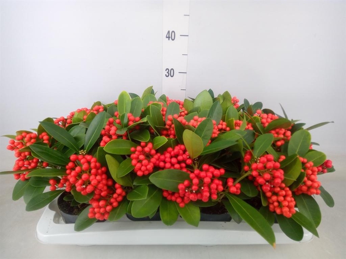 <h4>Skimmia jap. 'OBerries Red'</h4>