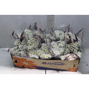 CRISANTEMO BOLA BELGA P11