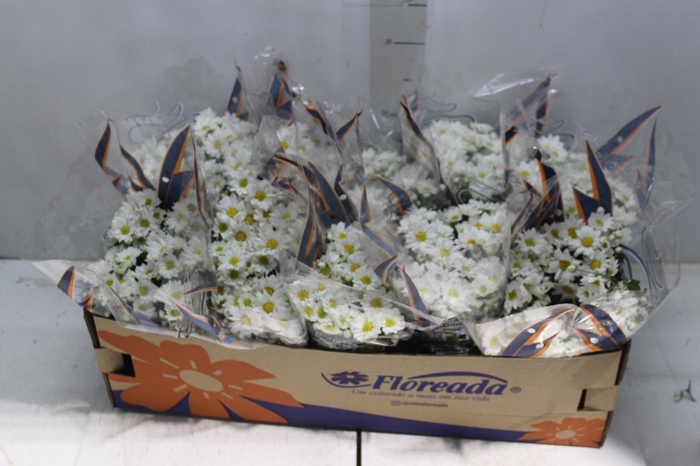 <h4>CRISANTEMO BOLA BELGA P11</h4>