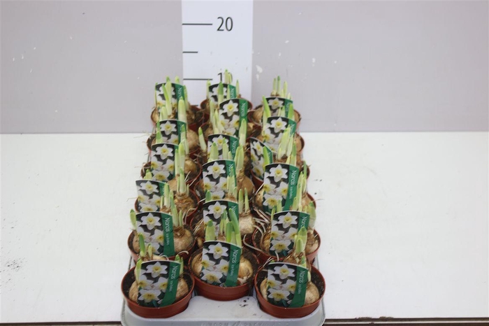 <h4>Narcis Ice Follies</h4>