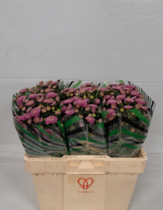 <h4>CHR S ELLISON PINK</h4>