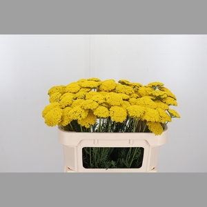 Achillea Park Variety