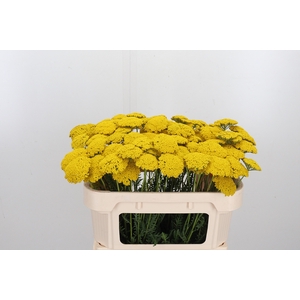 Achillea Park Variety