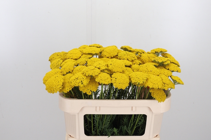 <h4>Achillea Park Variety</h4>