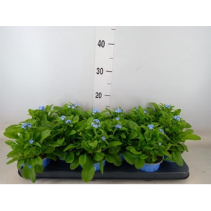 Myosotis sylv. 'Mon Amie'