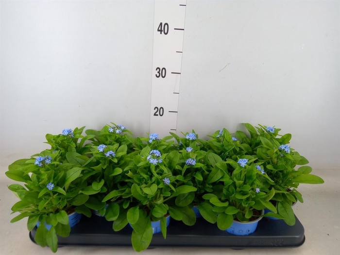 <h4>Myosotis sylv. 'Mon Amie'</h4>