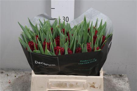 <h4>Tu Fr Philly Belle</h4>