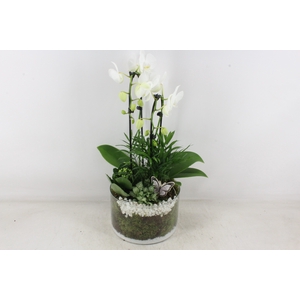 arr2 PL - Glas cilinder phal. wit