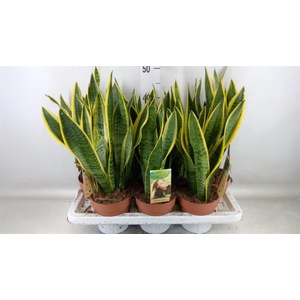 Sansevieria trifa. 'Laurentii'