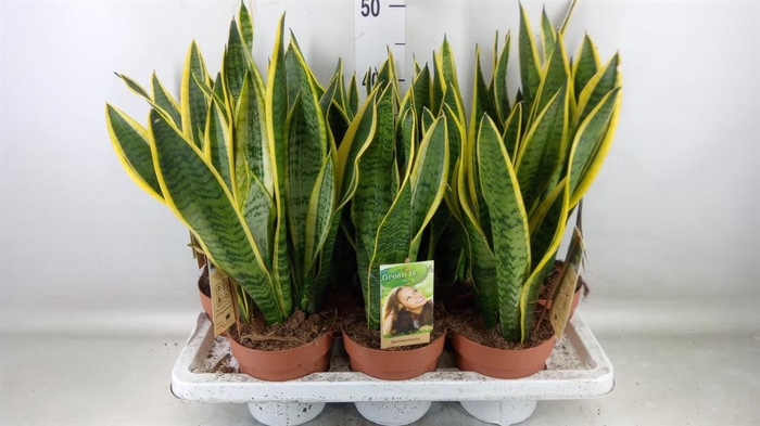 <h4>Sansevieria trifa. 'Laurentii'</h4>