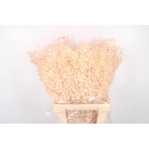 Ruscus. Salmon Per Stem