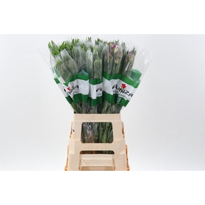 Alstr Gemengd Fu 70cm