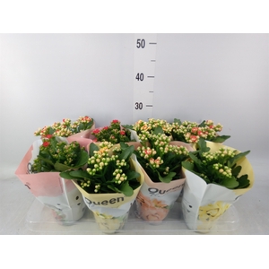 Kalanchoe blos.   ..rosebud mix GR