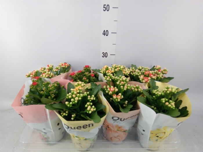 <h4>Kalanchoe blos.   ..rosebud mix GR</h4>