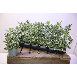Euonymus Jap Kathy