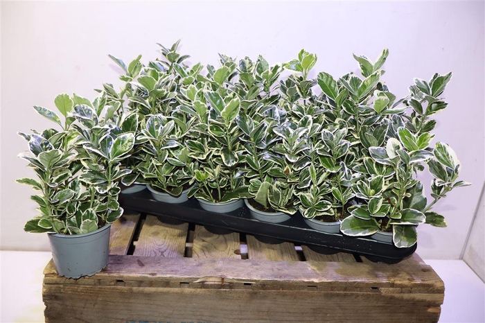 <h4>Euonymus Jap Kathy</h4>