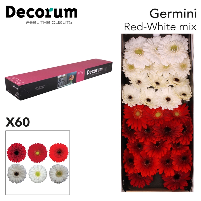 Germini Mix Rood  Wit Doos