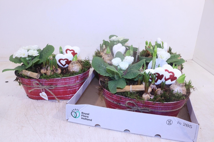 <h4>ARR TUINPLANTEN</h4>