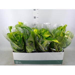 Epipremnum pinn. 'Aureum'