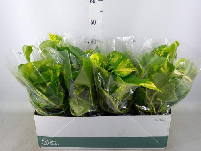 <h4>Epipremnum pinn. 'Aureum'</h4>