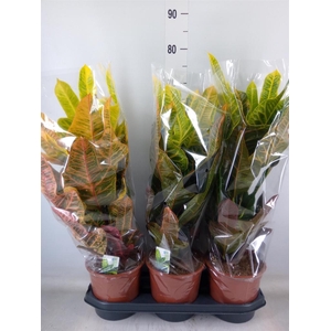 Codiaeum var. GR 'Excellent'