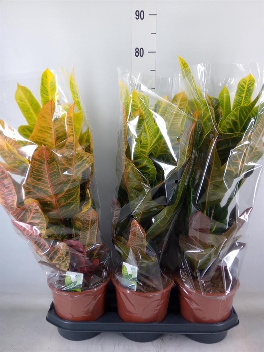 <h4>Codiaeum var. GR 'Excellent'</h4>