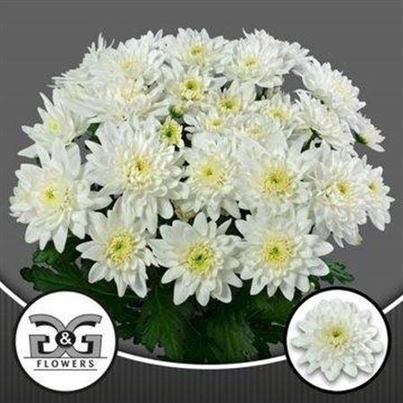 <h4>Chr T Div Colours</h4>