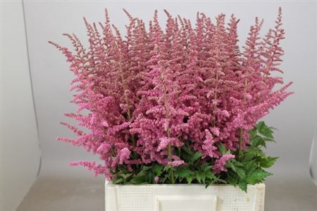 <h4>Astilbe C Loud N Proud</h4>