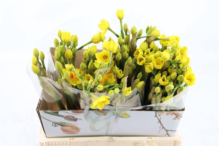 <h4>Narcis Grand Soleil Dor</h4>