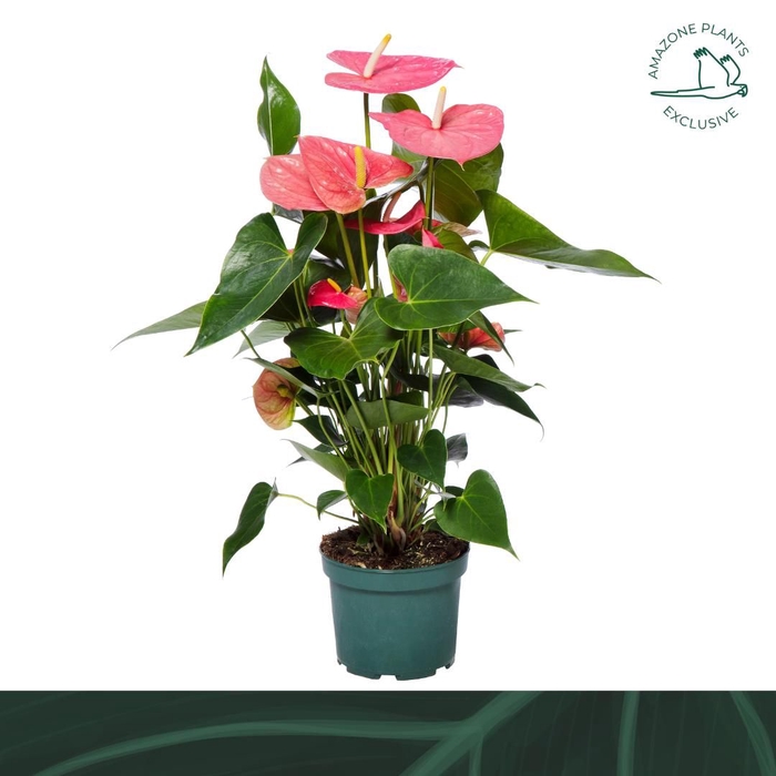 <h4>Anthurium Andreanum Colorado 17Ø 65cm 5fl</h4>