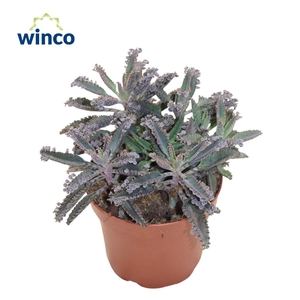 Kalanchoe Daigremontiana 