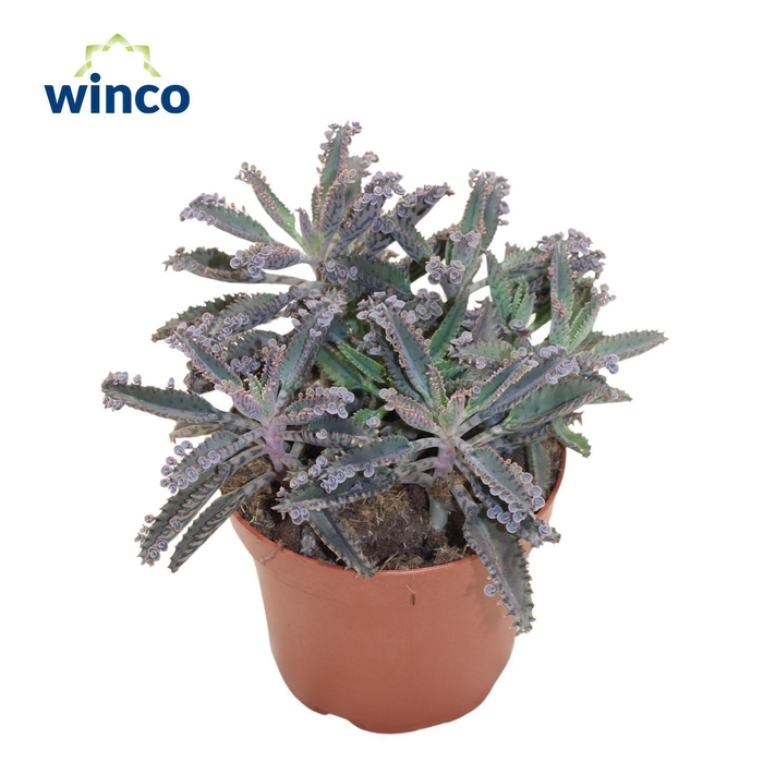 <h4>Kalanchoe Daigremontiana "Mother of Thousands"</h4>