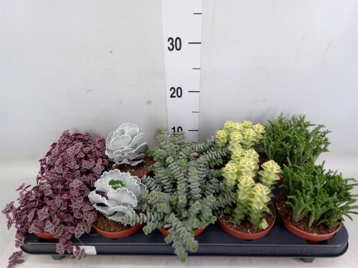 <h4>Succulents   ...mix 5</h4>