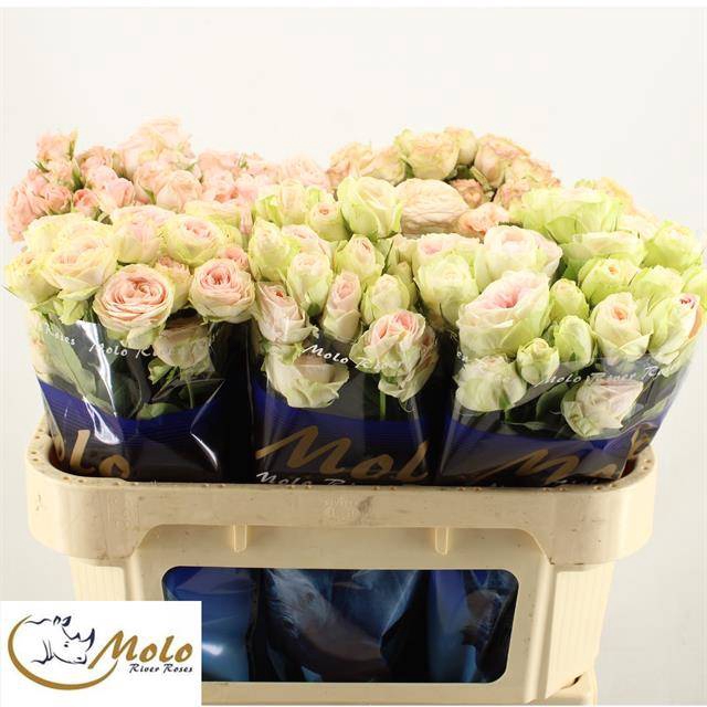 <h4>R Tr Mix In Bucket X40 Molo</h4>