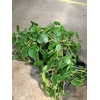 PILEA PEPEROMOIDES