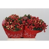 Hypericum True Romance