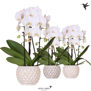Kolibri Orchids Phalaenopsis Cascade Niagara Fall white 2 spike in Marrakesh pot gold copper mix
