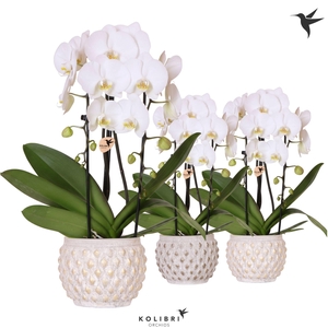 Kolibri Orchids Phalaenopsis Cascade Niagara Fall white 2 spike in Marrakesh pot gold copper mix